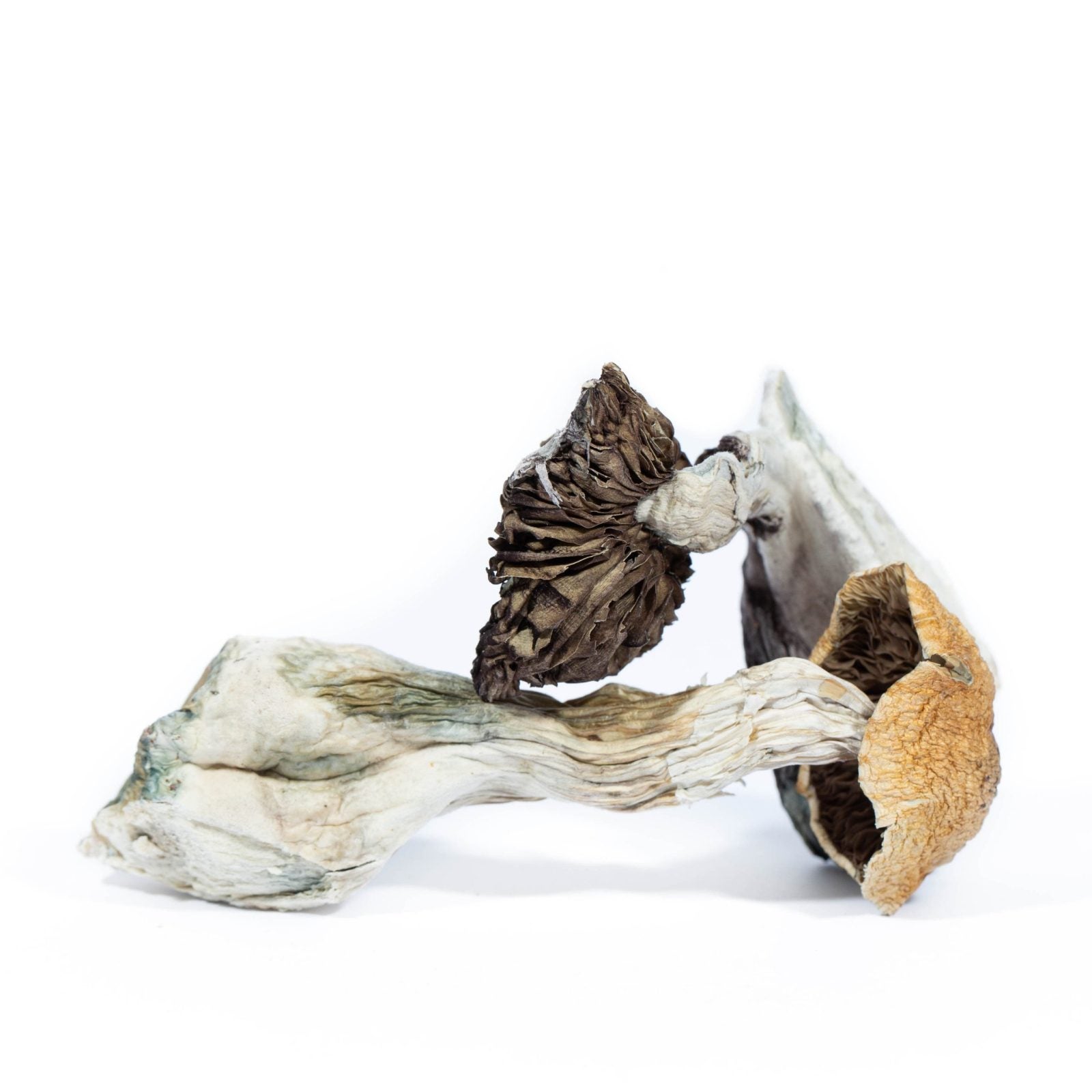 zed dried mushroom